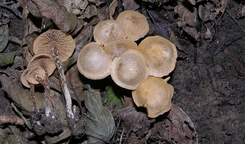 Un fosso......e una marea di funghi.(parte 2)